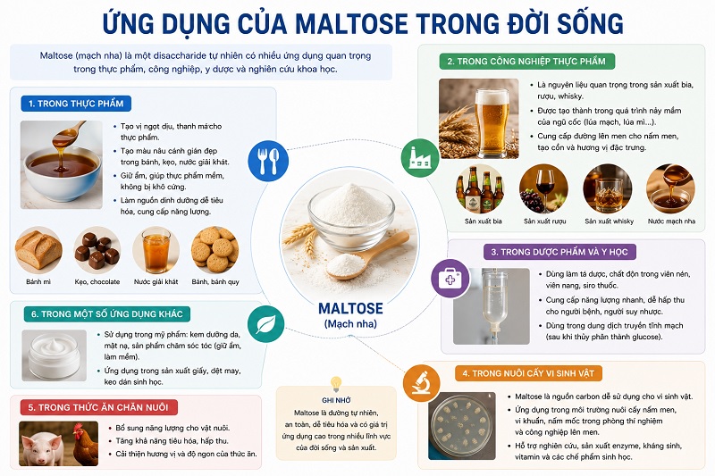 Ứng dụng của Maltose trong đời sống