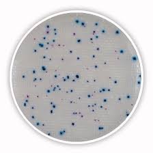 Coliform Agar acc. to ISO 9308-1 Chromocult® 1104260500