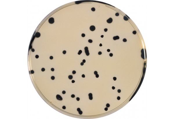 TSC (Tryptose Sulfite Cycloserine) agar (base) 1119720500