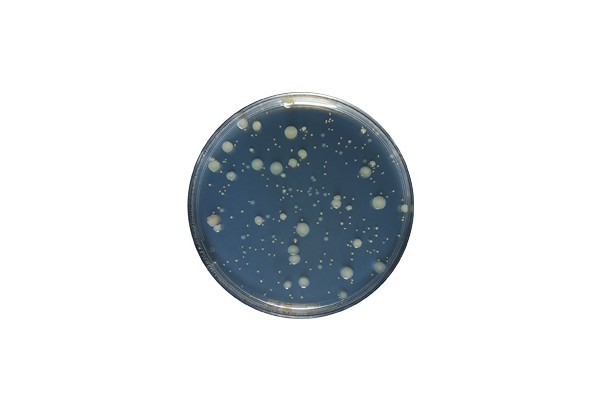 Yeast Extract agar acc. ISO 6222 GranuCult™ 1131160500