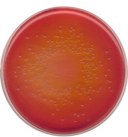 MacCONKEY agar for the isolation of Salmonella, Shigella and coliform bacteria (According harm. EP/USP/JP) 1054650500