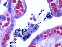 Gram's crystal violet solution  for the Gram staining method 1092180500