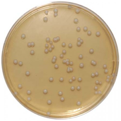 Malt extract Malt extract for microbiology 1053910500