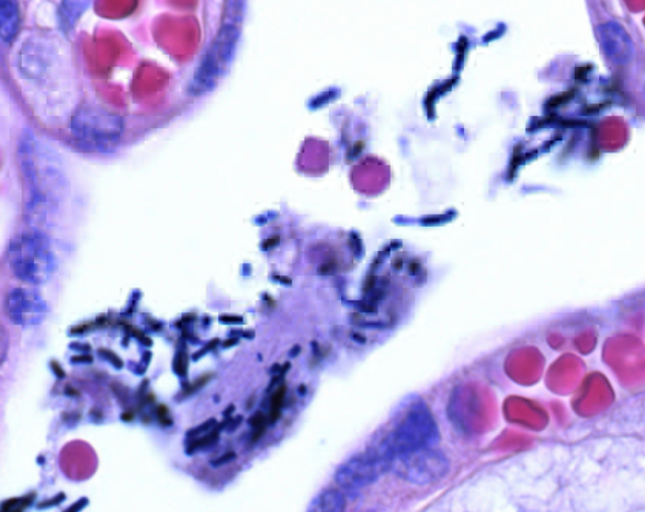 Crystal violet (C.I. 42555) for microscopy Sigma Đức 1159400025