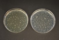 TOS-Propionate Agar (Base) Merck- Đức 1000430500
