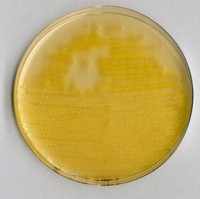 Pseudomonas agar F (base) for microbiology Merck 1109890500