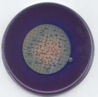 M FC agar for microbiology Merck 1112780500