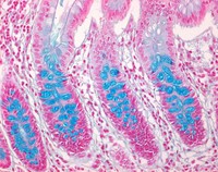 Nuclear Fast Red-Aluminum Solution 0.1% Merck 1001210500