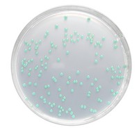 Listeria agar (base) acc. OTTAVIANI and AGOSTI acc Merck 1004270500