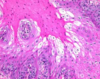 Eosin-Phloxine solution, alcoholic for Microscopy 500ml Merck 1024800500