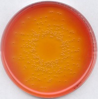 Deoxycholate lactose agar for microbiology Merck 1028940500