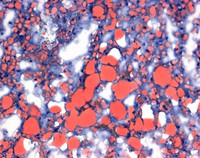 Oil red O (C.I. 26125) Certistain® dry dye used to detect lipids in cryosections Merck 1052300025