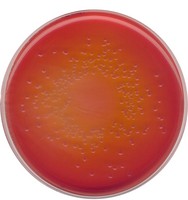 MacCONKEY agar for the isolation of Salmonella, Shigella and coliform bacteria (According harm. EP/USP/JP) 5kg Merck 1054655000