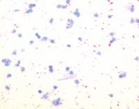 Malachite green oxalate (C.I. 42000) for microscopy Certistain® 100g Merck 1159420100