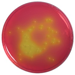 Mannitol salt phenol-red agar for microbiology (According harm. EP/USP/JP) Merck 1054040500