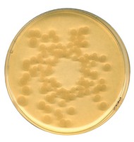 Tryptic Soy (CASO) broth irradiated Casein-peptone soymeal-peptone broth USP for microbiology 5kg Merck 1008005000
