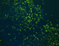 Auramine O (C.I. 41000) for microscopy Merck 1013010050