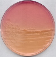 ENDO agar for microbiology Merck 1040440500