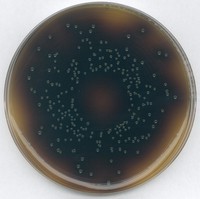 Oxford Listeria selective supplement Merck 1070060010