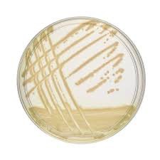 Pseudomonas CFC Selective Supplement Merck 1076270010