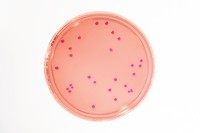 VRBD Agar - LI 30ml 20PC Merck 1460000020