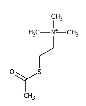 S-Acetylthiocholine iodide, 98% 5g Acros 102710050
