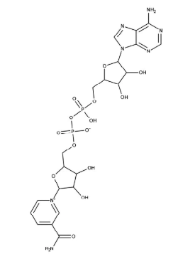 β-Nicotinamide adenine dinucleotide hydrate 98+%, 1g Acros 124530010