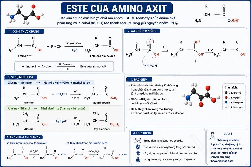 Este của Amino Axit: Tổng Quan, Ứng Dụng và Quy Trình Tổng Hợp