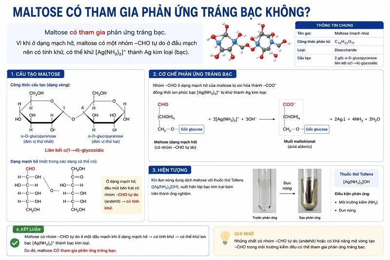 Maltose là gì? Maltose có phản ứng tráng bạc không?