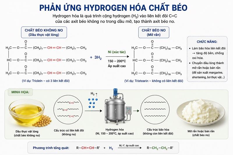Phản ứng hydro hóa chất béo: Cơ chế, ứng dụng & tác động sức khỏe